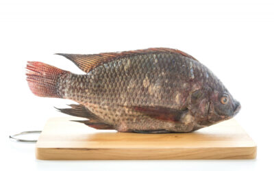 Tilapia au Cameroun : quand un poisson du quotidien devient un enjeu national