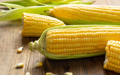 Maïs au Cameroun : 5 opportunités qui en font une culture stratégique