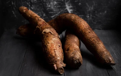 Le Manioc au Cameroun : un trésor caché qui pourrait transformer l’économie vivrière