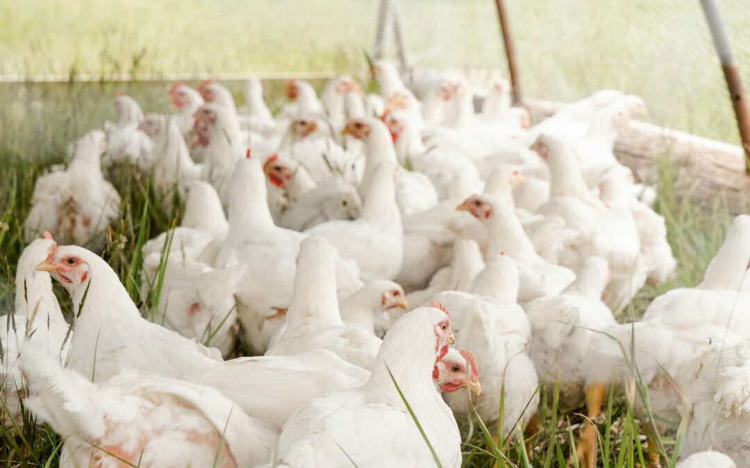 Poulet de chair et poules pondeuses au Cameroun : un marché en pleine effervescence