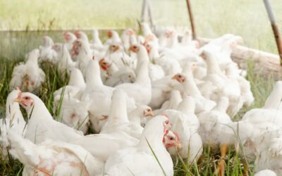 Poulet de chair et poules pondeuses au Cameroun : un marché en pleine effervescence